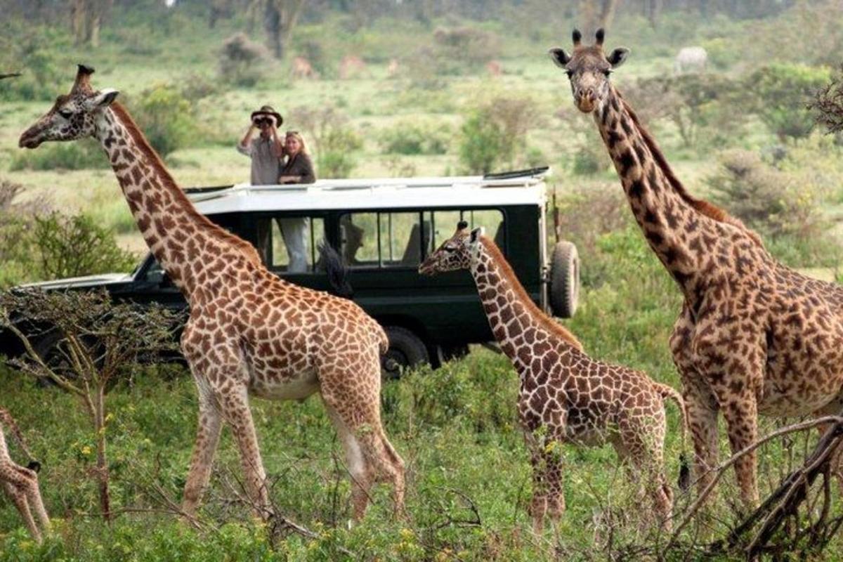 eine Gruppe Giraffen, die vor einem Fahrzeug herlaufen