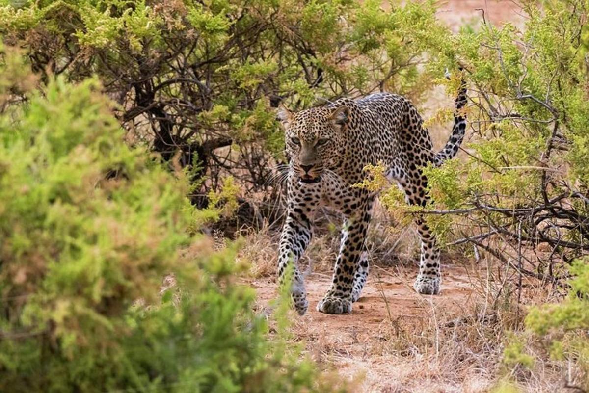 leopards pastaigājas pa taku mežā