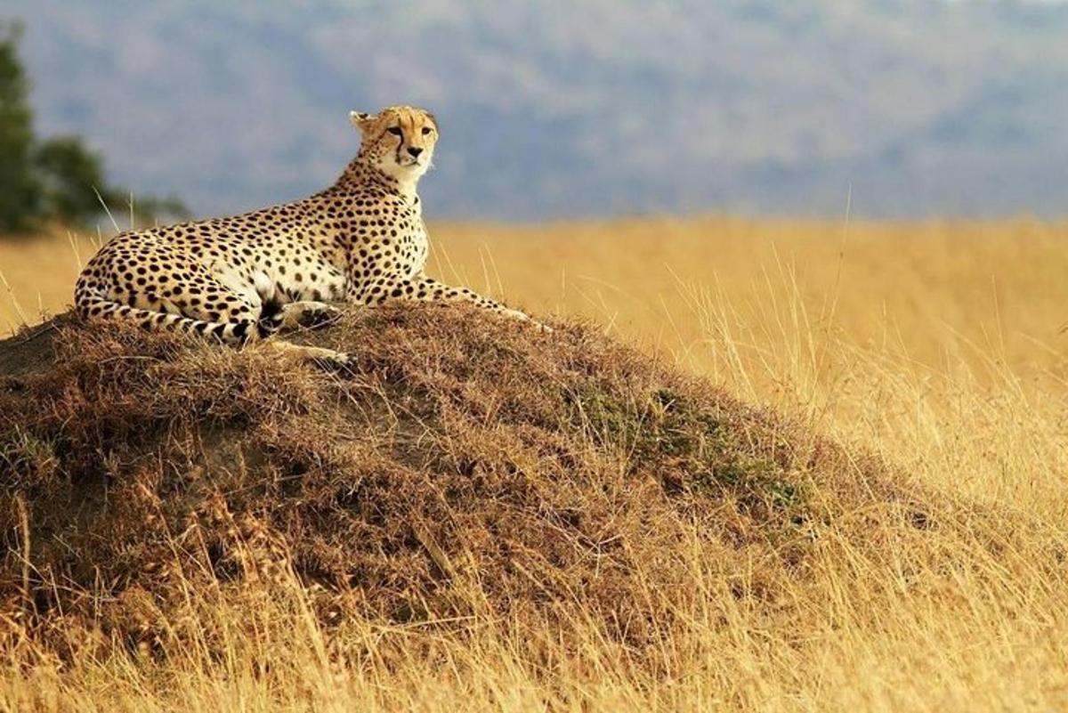 ein Gepard, der auf einem Grashaufen sitzt
