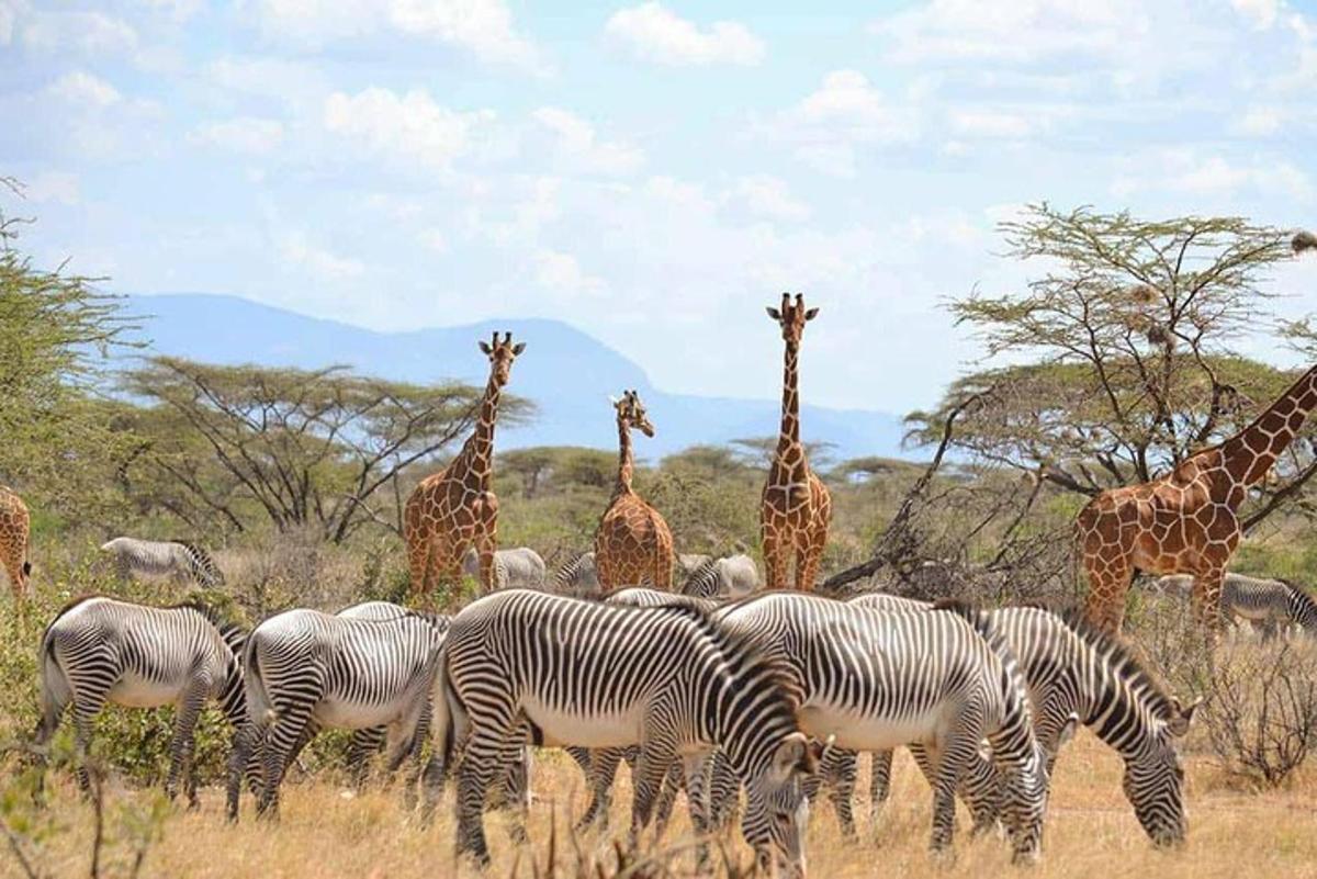 sekumpulan zebra dan zirafah di padang