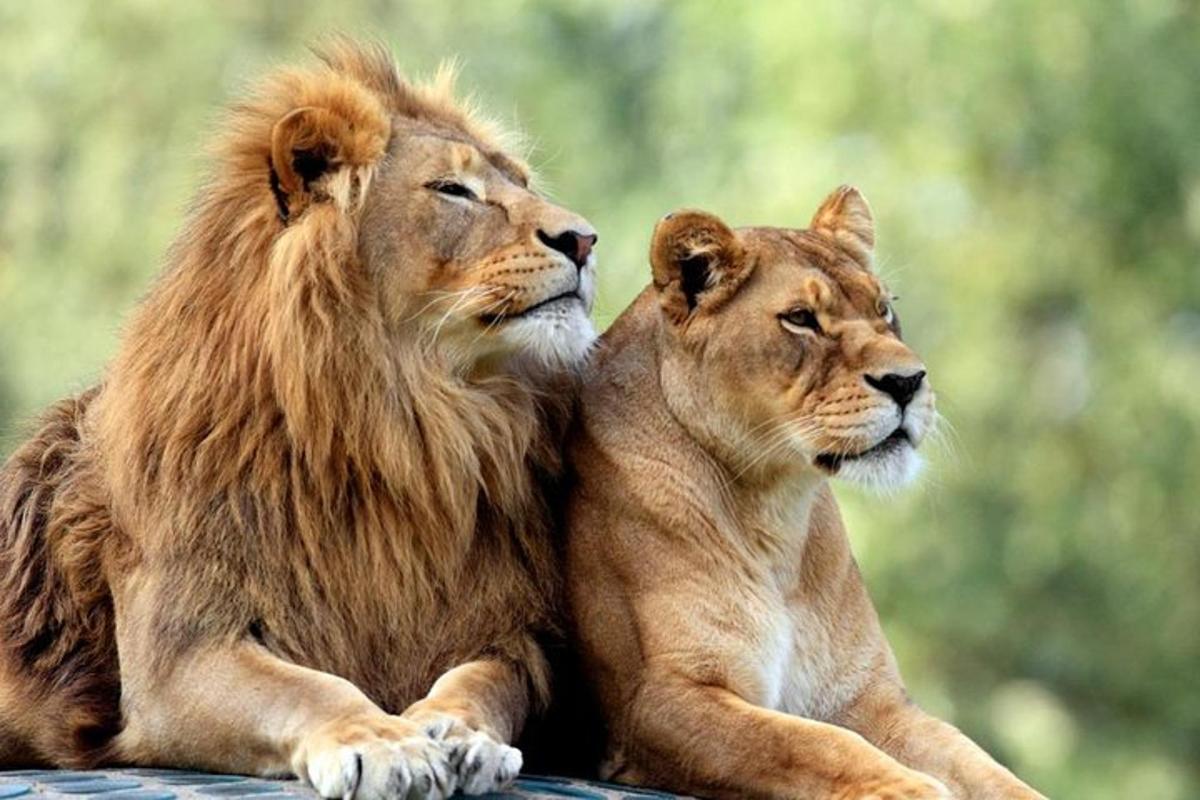 two lions laying down next to each other