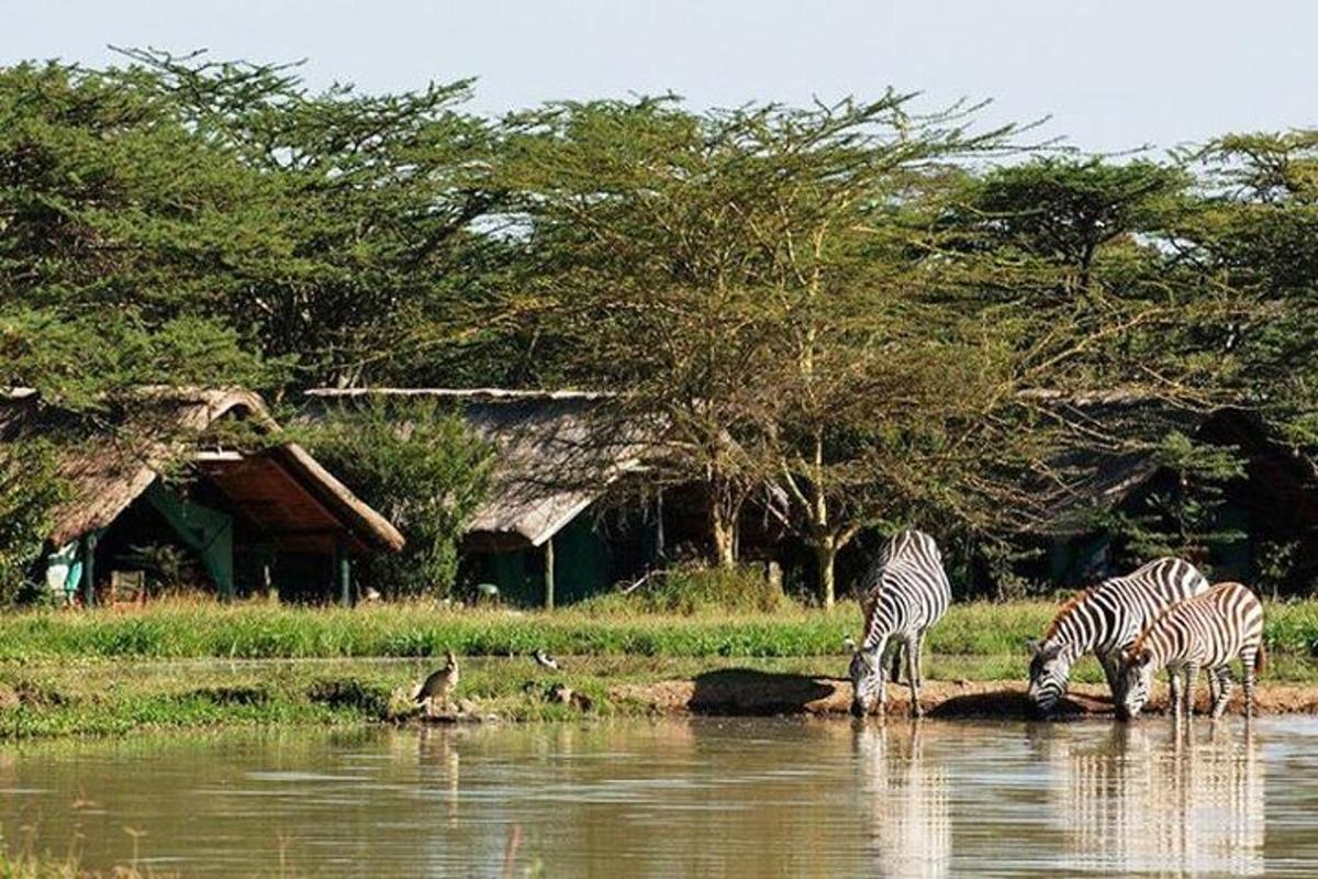 drie zebra's drinken water uit een rivier