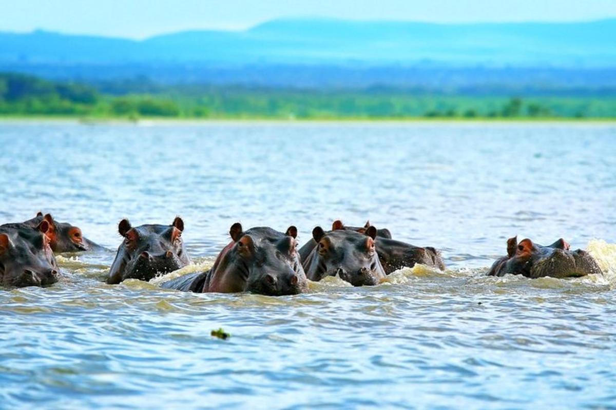 een groep paarden die in een watermassa zwemmen