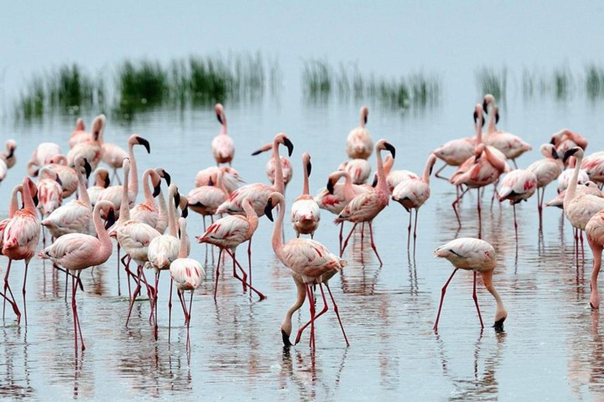 een zwerm roze flamingo's die in het water staan
