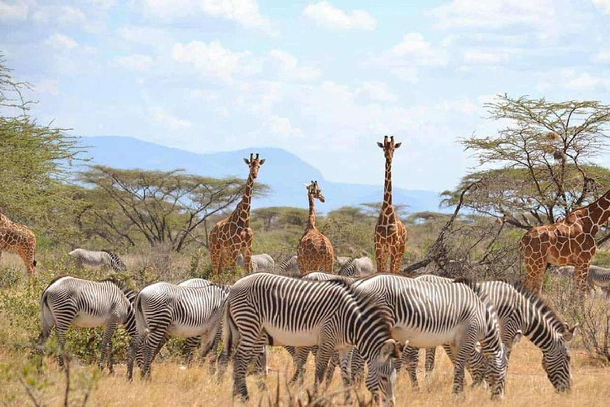 een kudde zebra's en giraffen in een veld