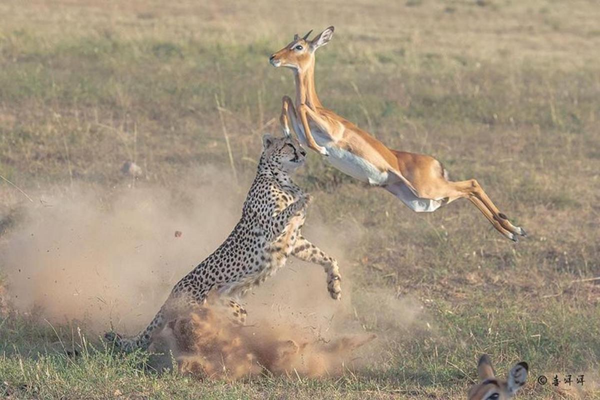 una gasela i una gasela saltant sobre un guepard