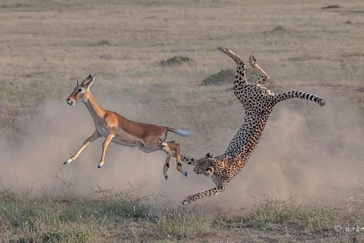 un guepard i una gasela lluitant en un camp