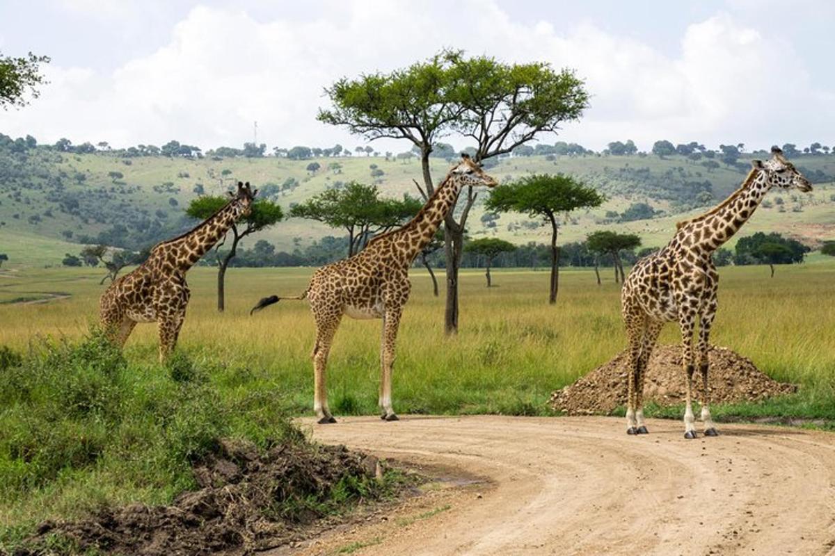 tres girafes estan dretes en un camí de terra
