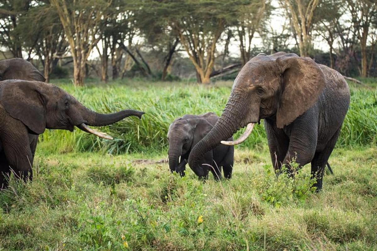 un ramat d'elefants caminant per un camp