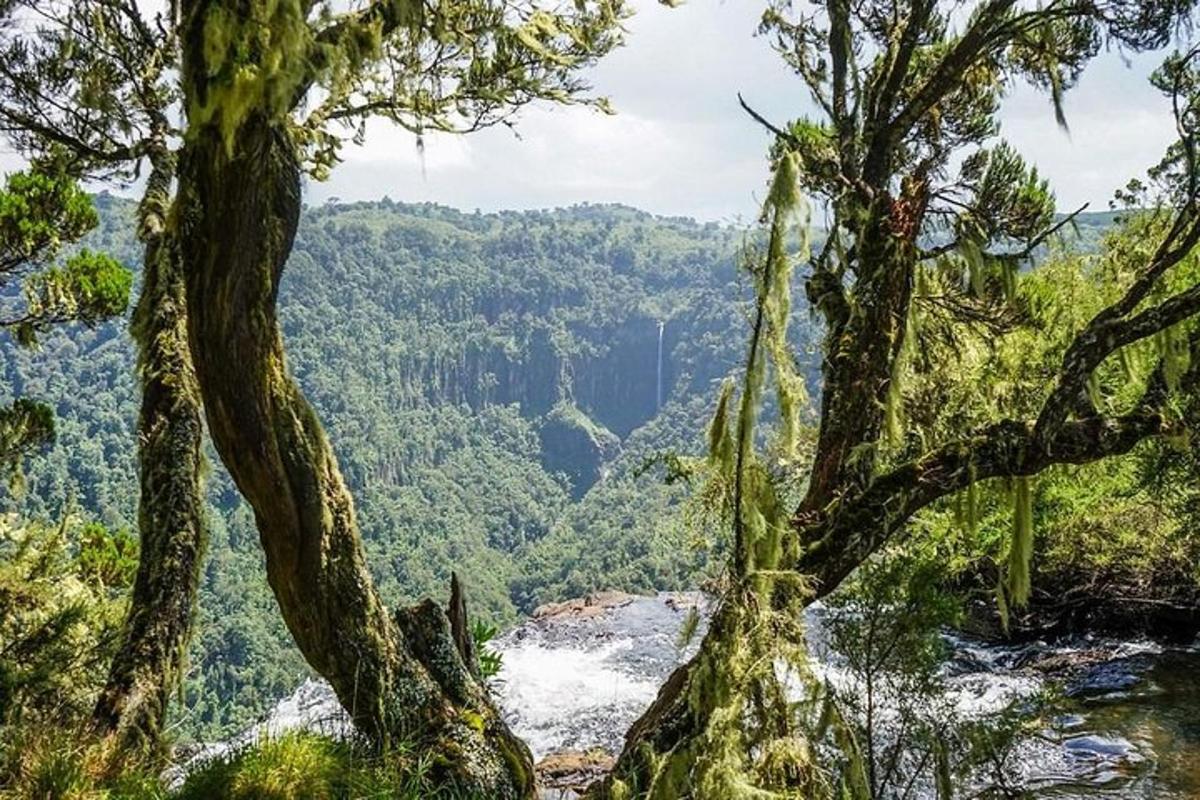 una vista des del cim d'una muntanya amb arbres