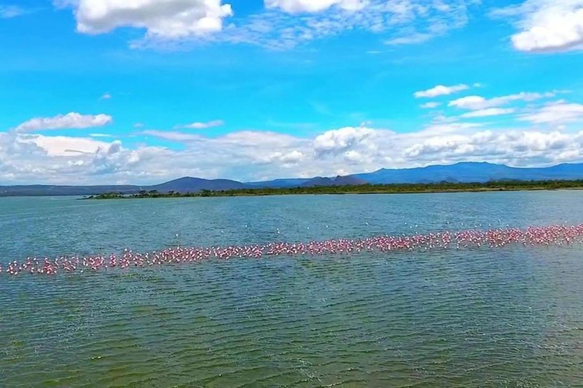 un stol de flamingo roz pe o întindere de apă