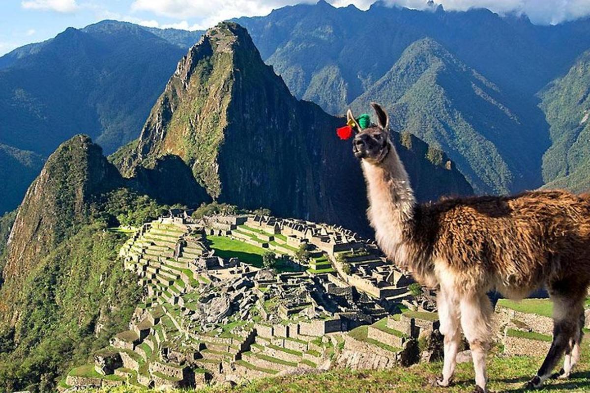 un lama in piedi sulla cima di una montagna
