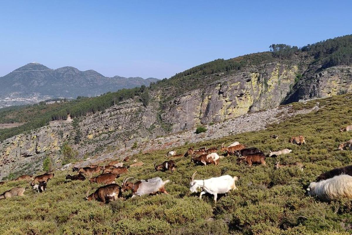 una manada de animales pastando en una colina cubierta de hierba