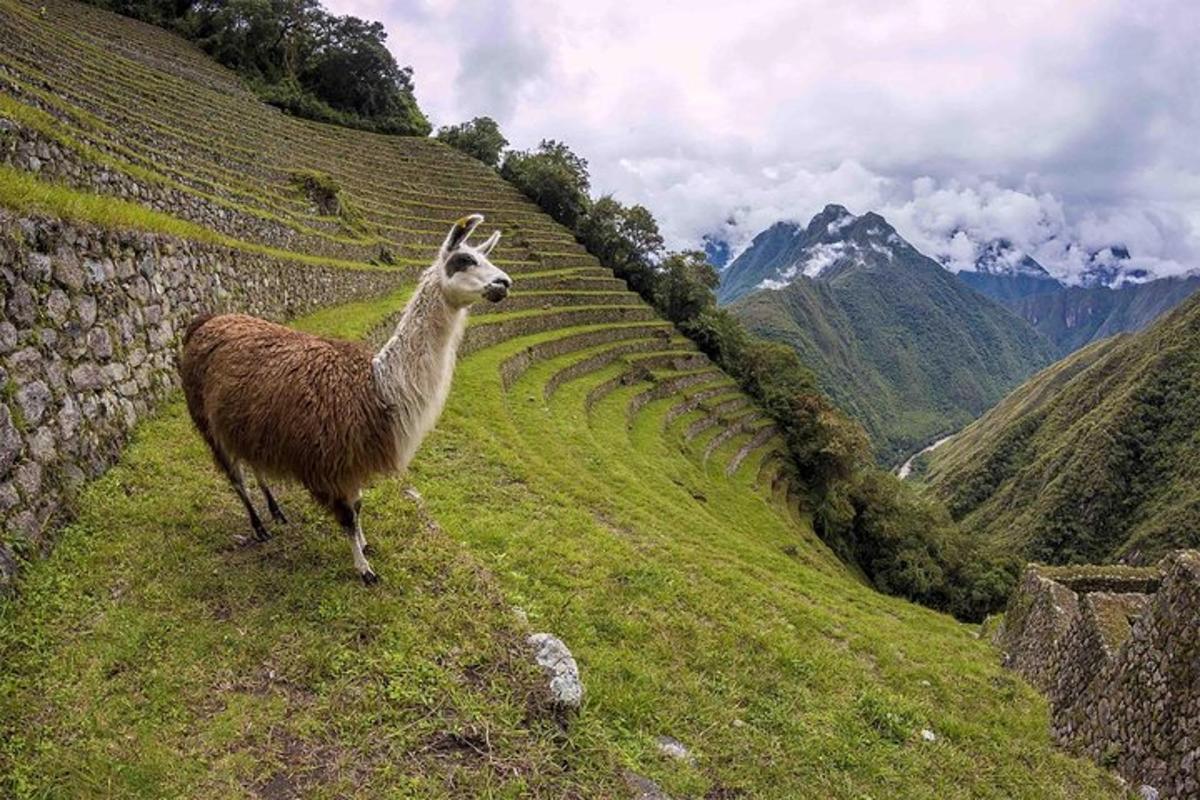 lama stojící na svahu kopce