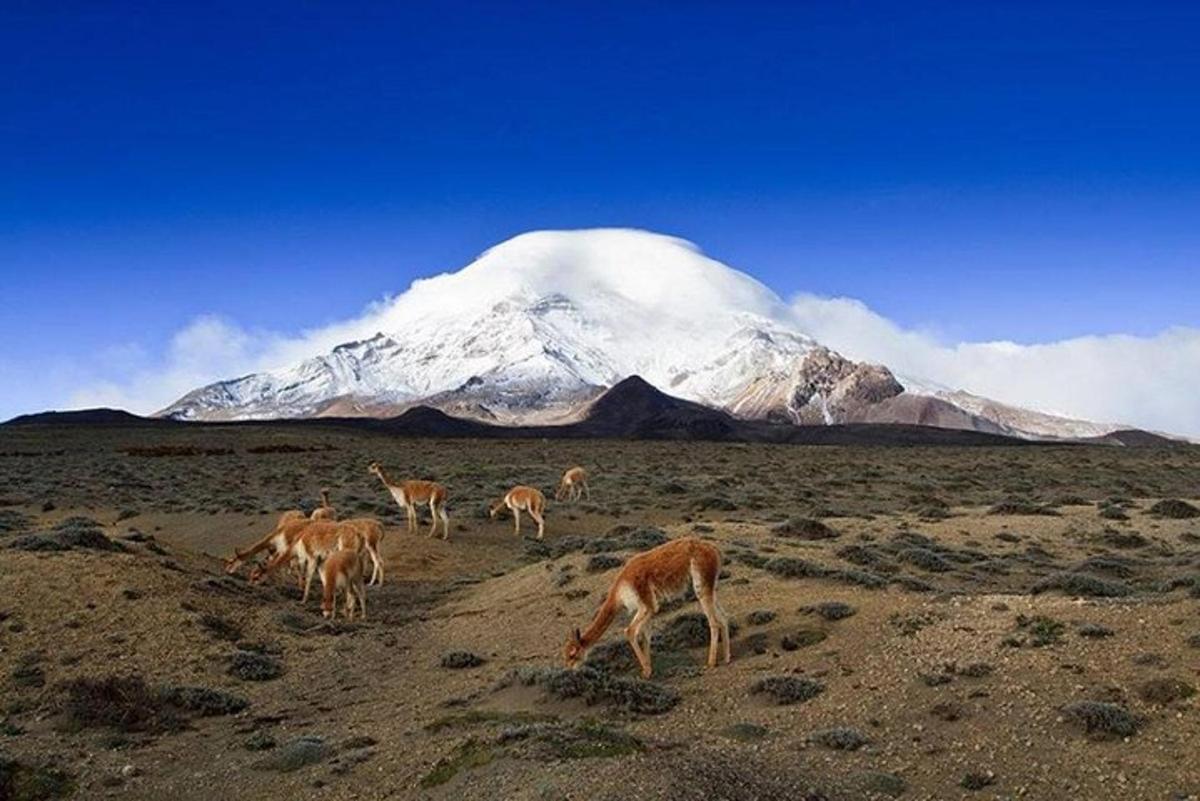 Un grupo de animales pastando frente a una montaña cubierta de nieve.