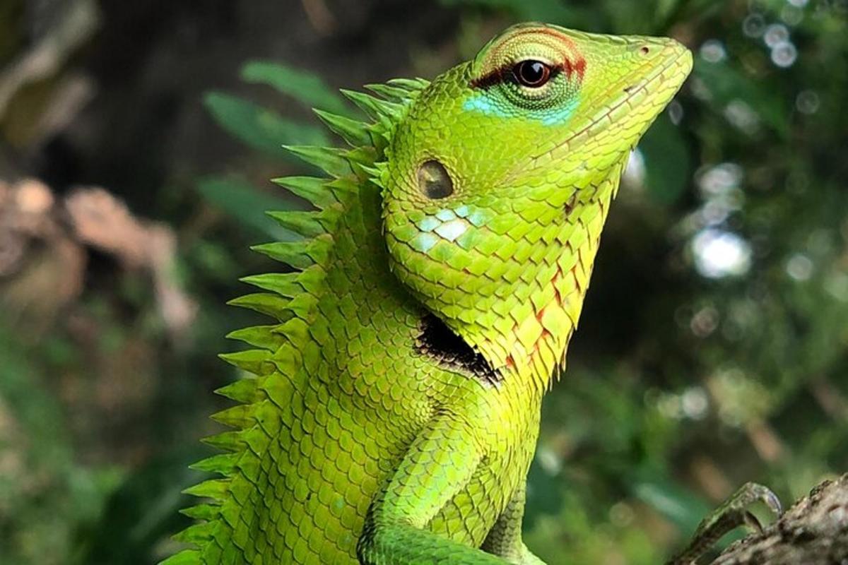 seekor cicak hijau sedang duduk di atas dahan pokok