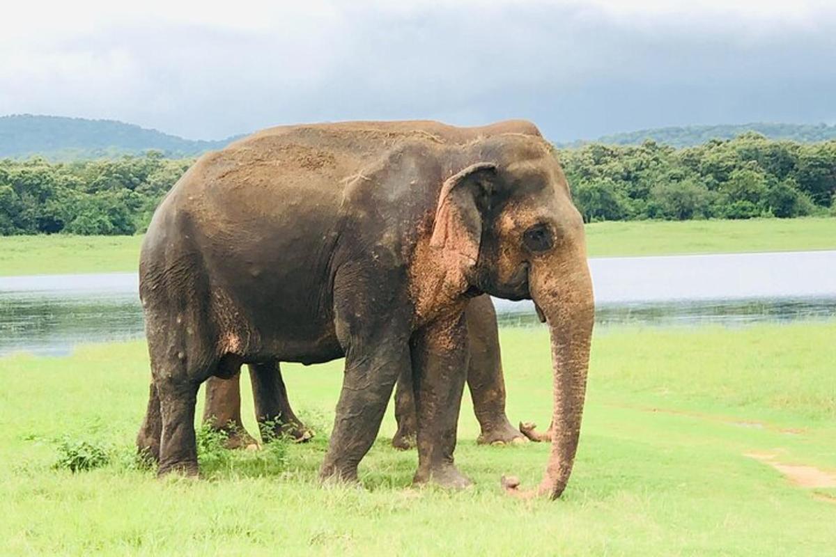 seekor gajah berdiri di rumput berhampiran badan air