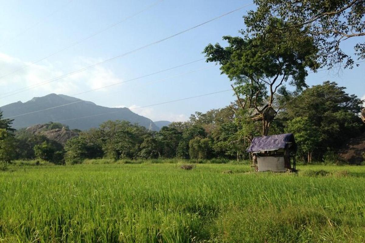 o colibă veche într-un câmp cu iarbă verde