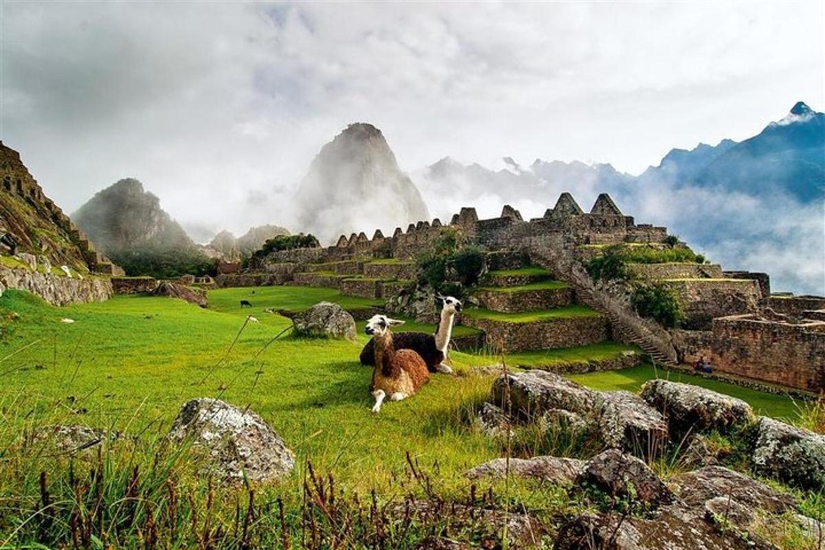 due lama seduti su un campo erboso con rovine