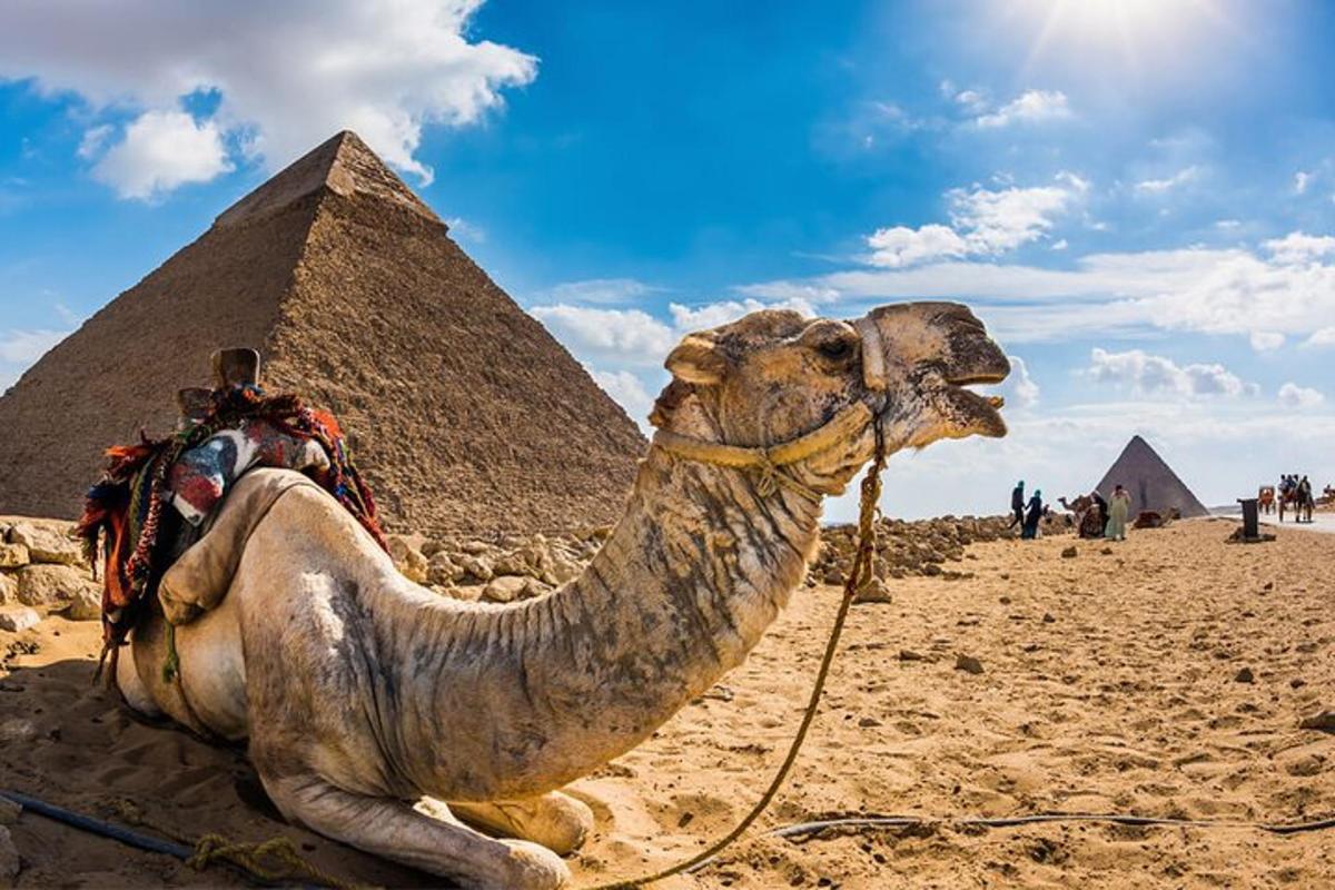 velbloud sedící před pyramidami