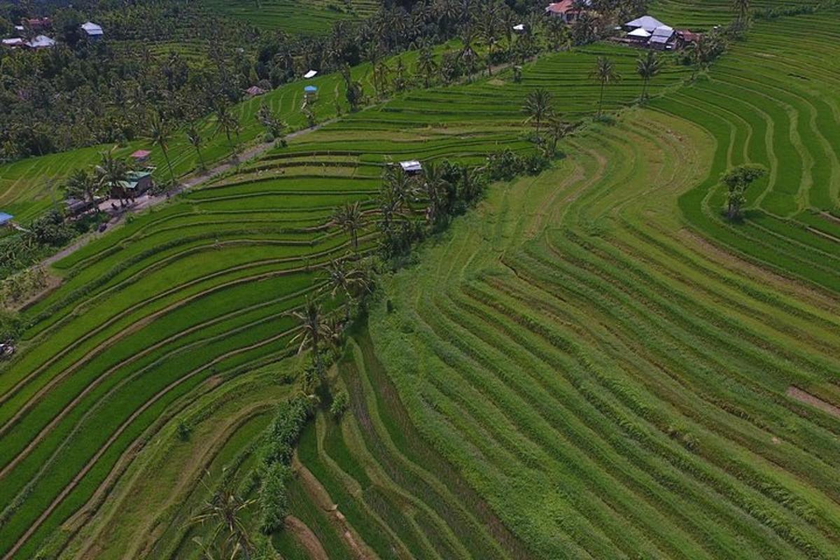 o vedere aeriană a unui câmp verde cu culturi