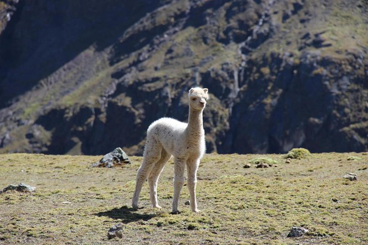 un lama in piedi sulla cima di una montagna