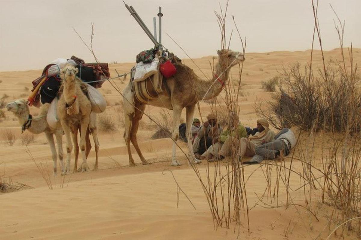 dos camells dempeus al desert amb un grup de persones