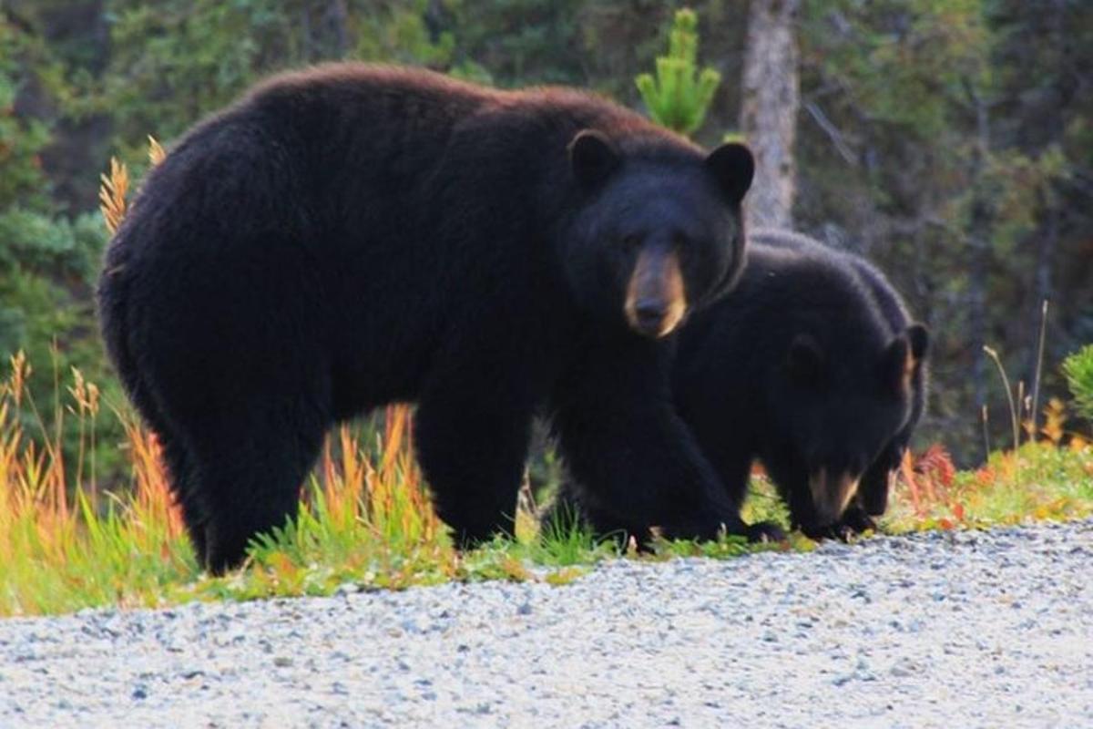 two black bears walking on the side of a road