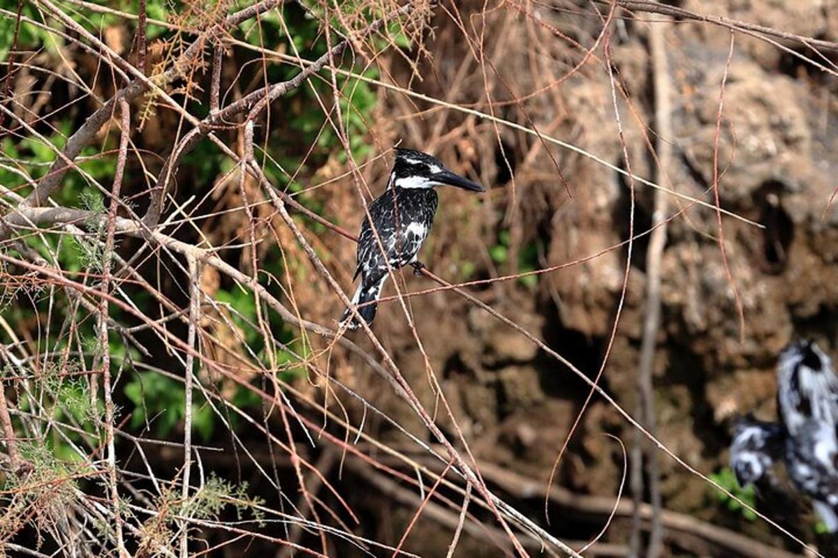 un ocell blanc i negre assegut en una branca d'arbre