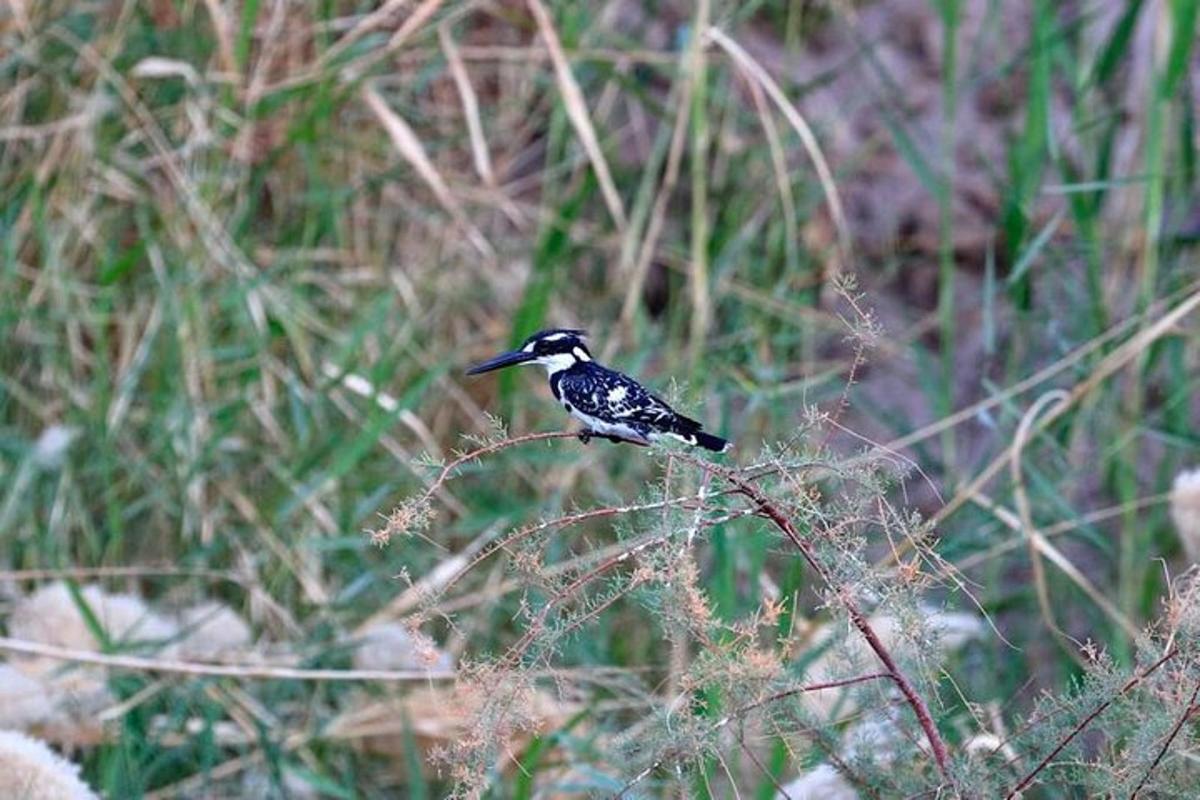 a black and white bird sitting on top of a plant