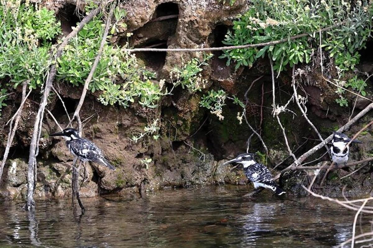 dos ocells drets a l'aigua d'un riu