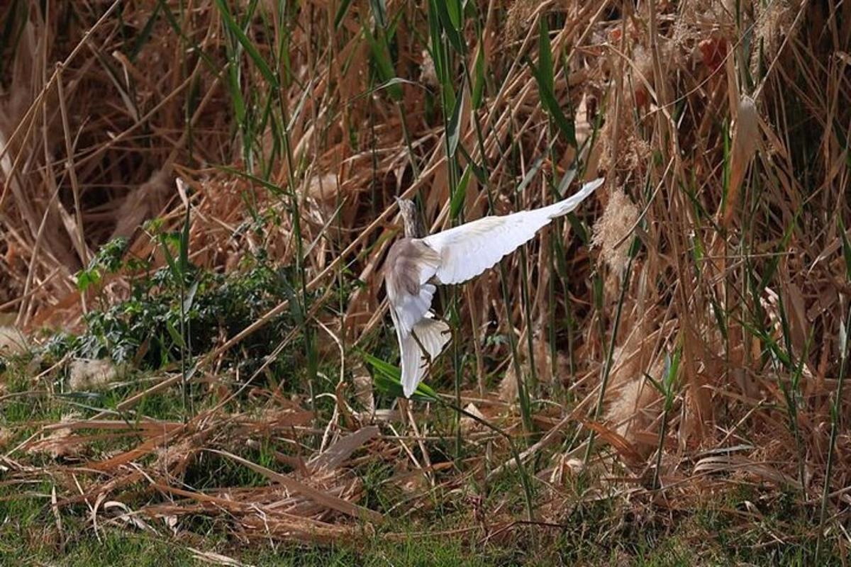 un ocell blanc vola per l'herba