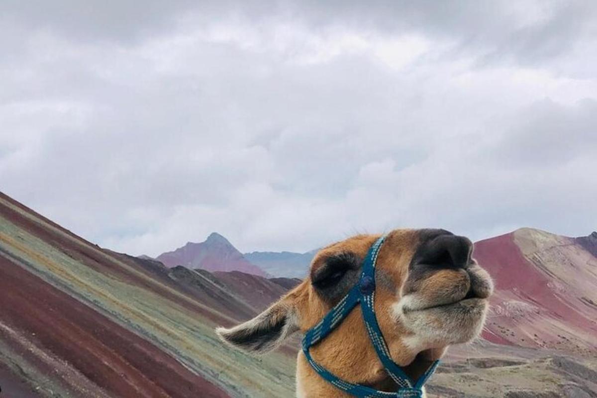 un cane che indossa un collare che guarda verso una montagna