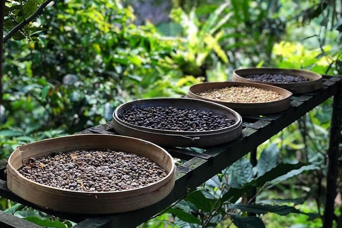 four bowls of seeds sitting on a wooden table
