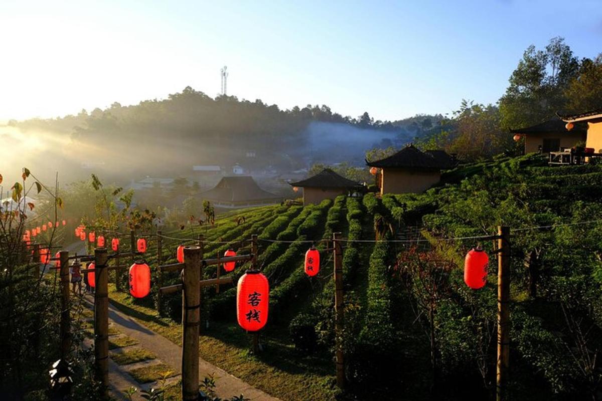 a farm with red lanterns in a field of vines