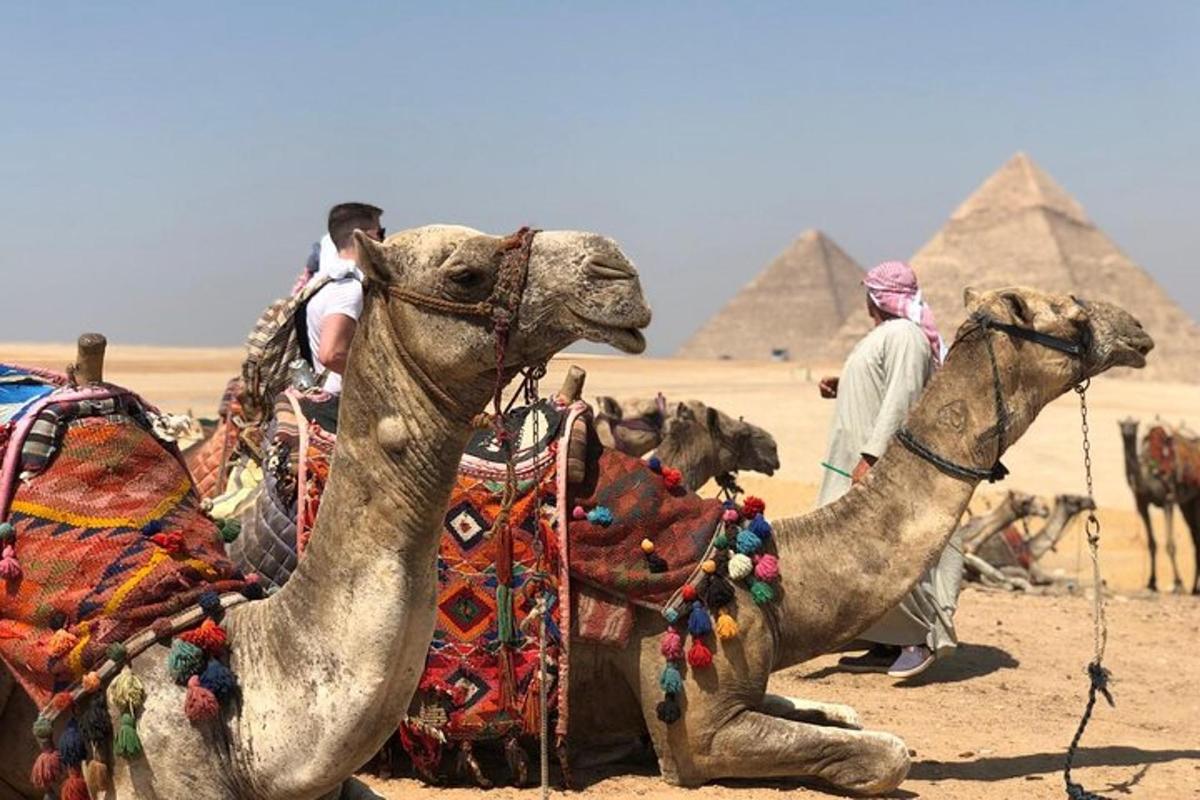 en kamel som sitter i ørkenen nær pyramidene
