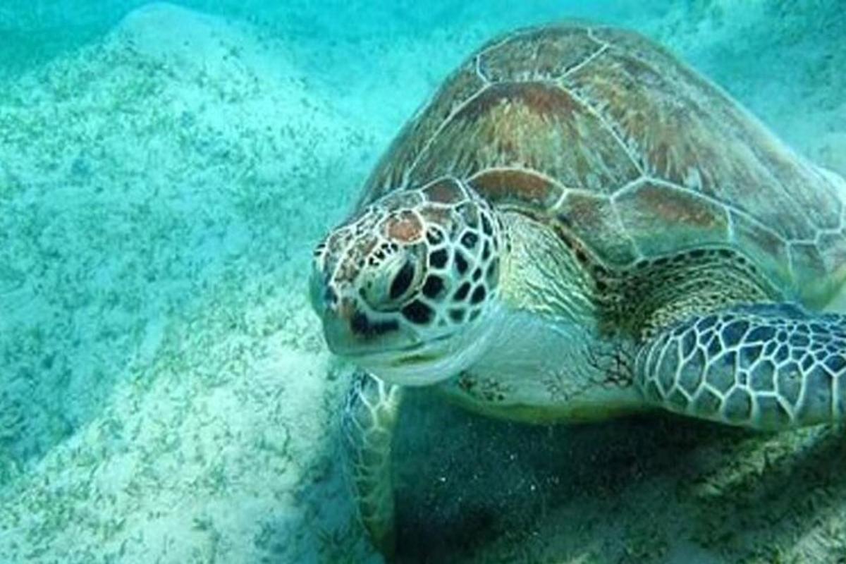 una tartaruga marina verde che nuota nell'acqua