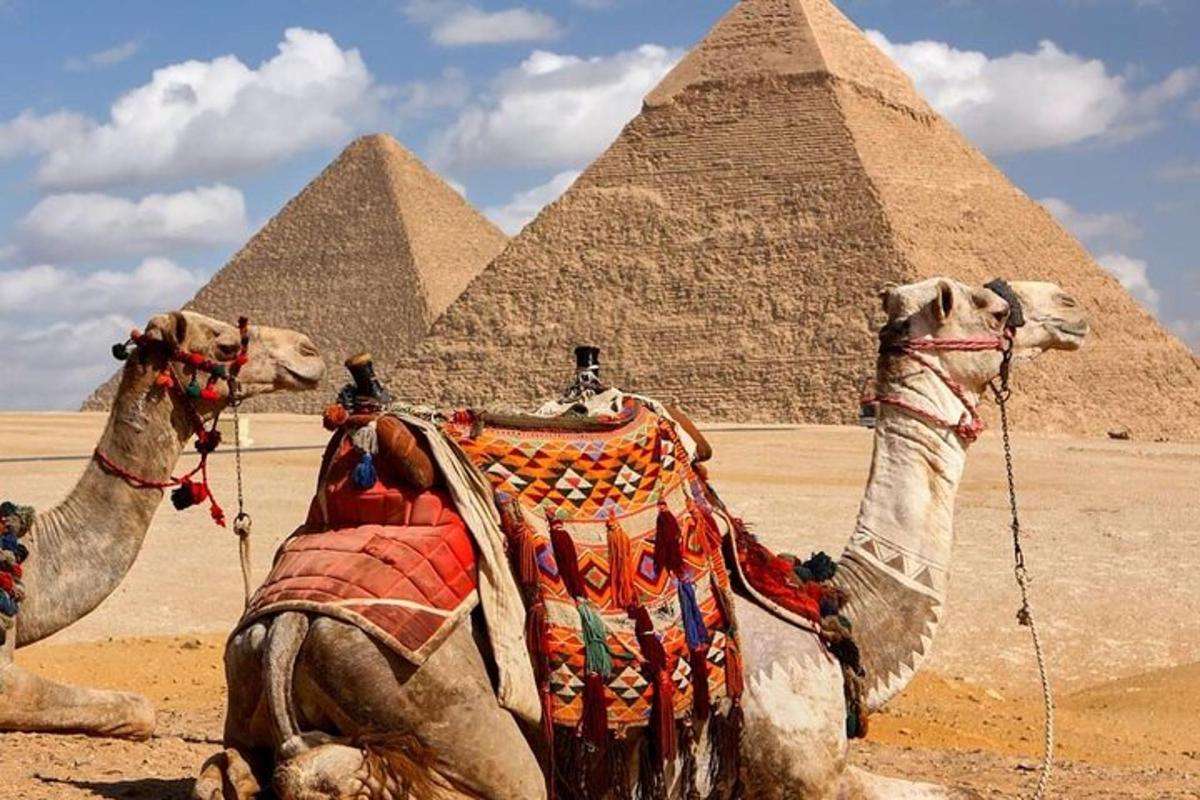 two camels are sitting in front of the pyramids