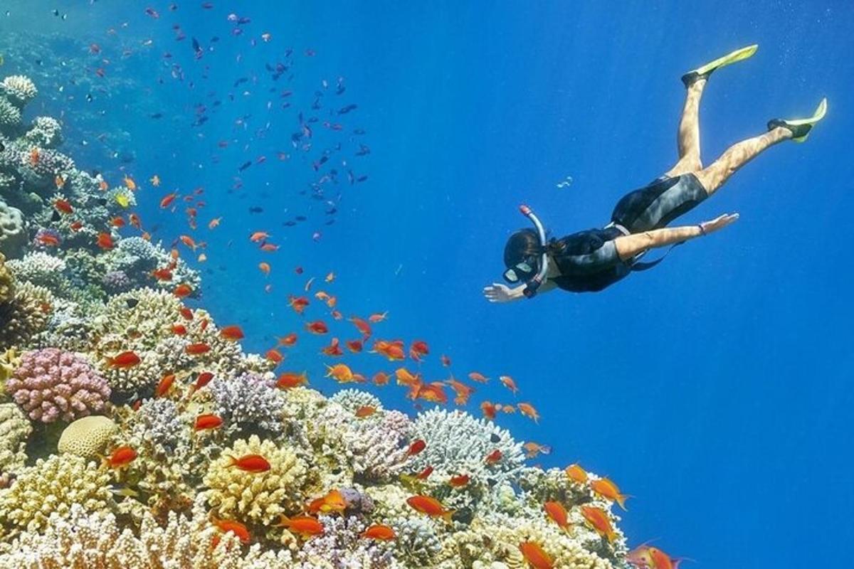una persona si sta immergendo su una barriera corallina
