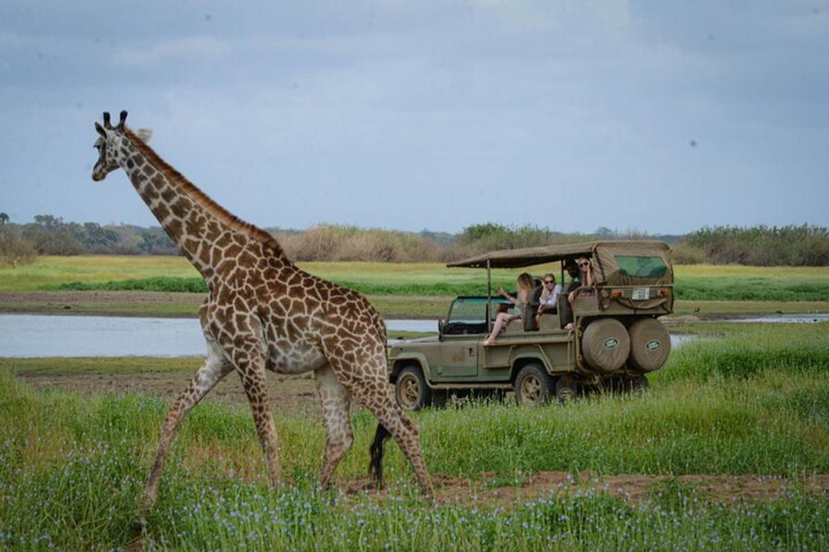 una girafa caminant davant d'un camió