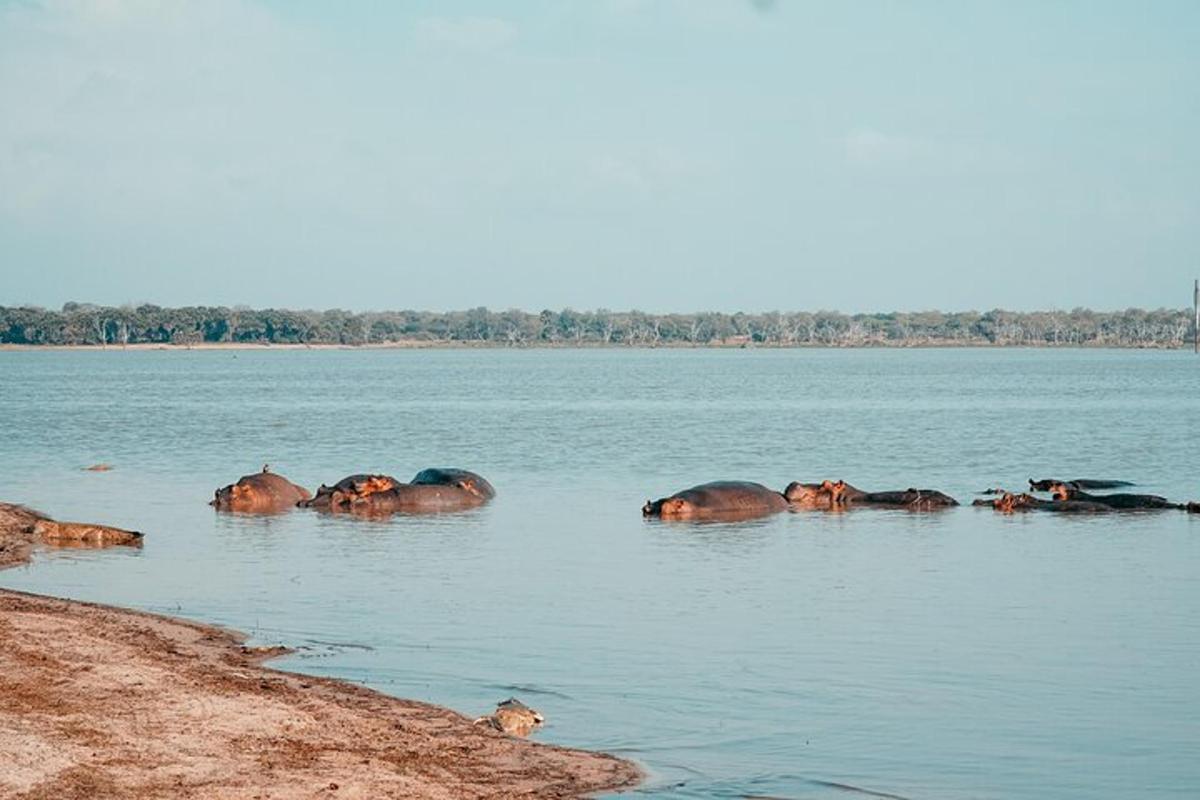 un ramat d'elefants nedant en una massa d'aigua