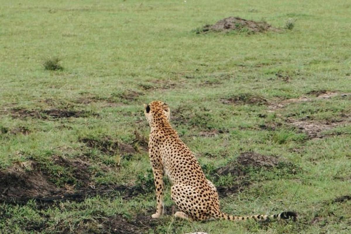 seekor cheetah duduk di padang rumput