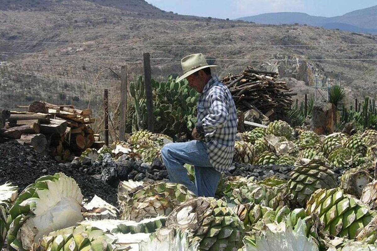 un home amb barret assegut sobre una pila de col