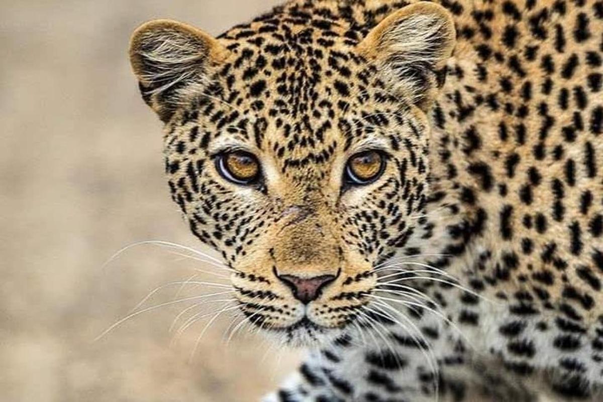 et nærbilde av en jaguar som ser inn i kameraet