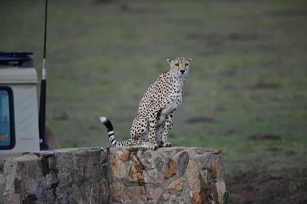 en gepard som sitter på toppen av en steinmur