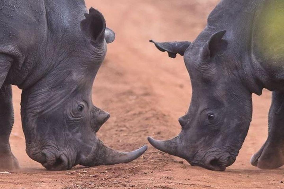 2頭の赤ちゃんサイが土の上で遊んでいます
