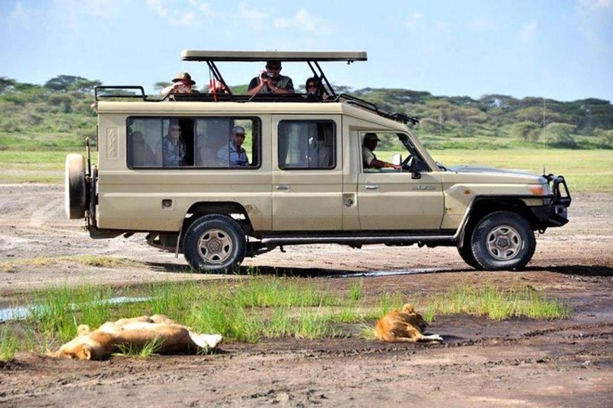một nhóm người trong một chiếc xe safari với hai con sư tử