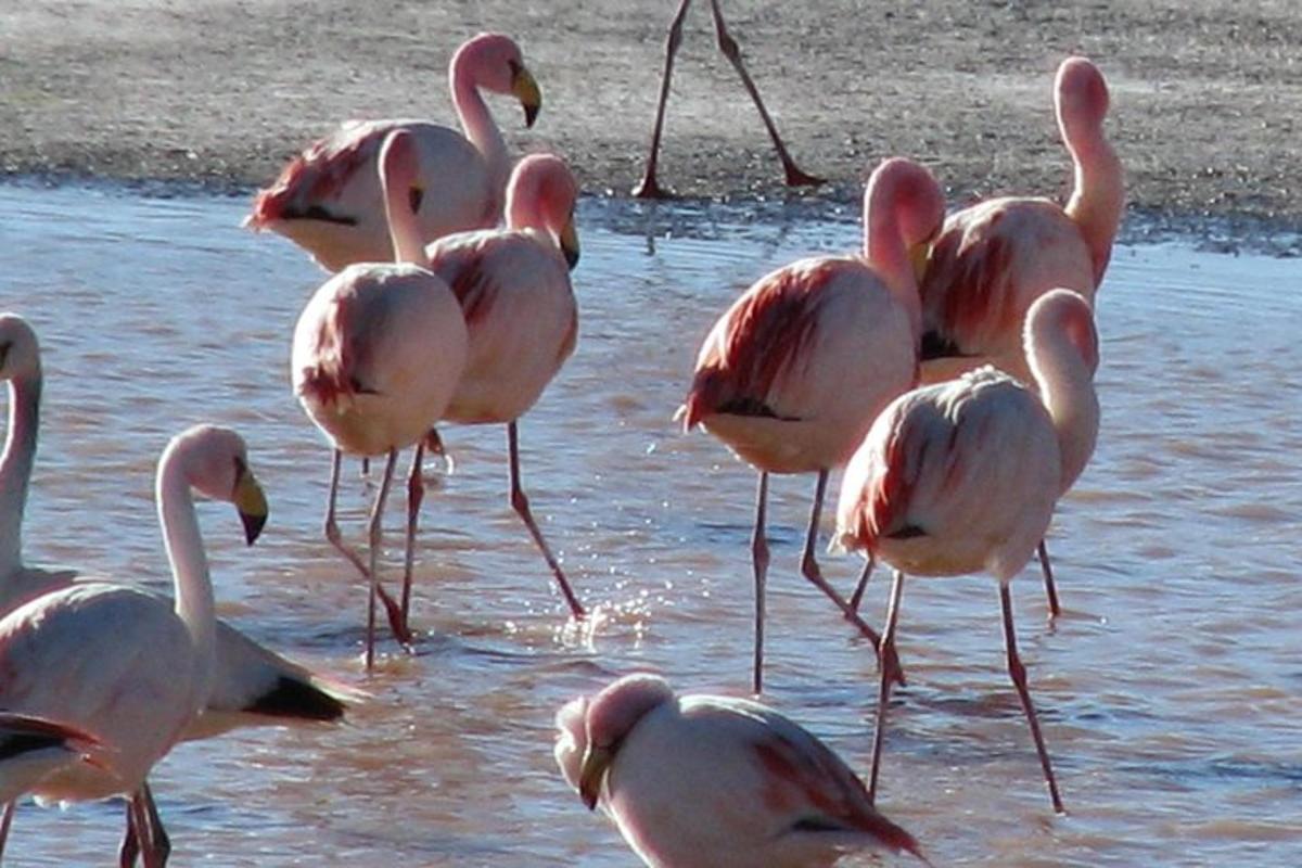 a group of pink flamingos walking in the water