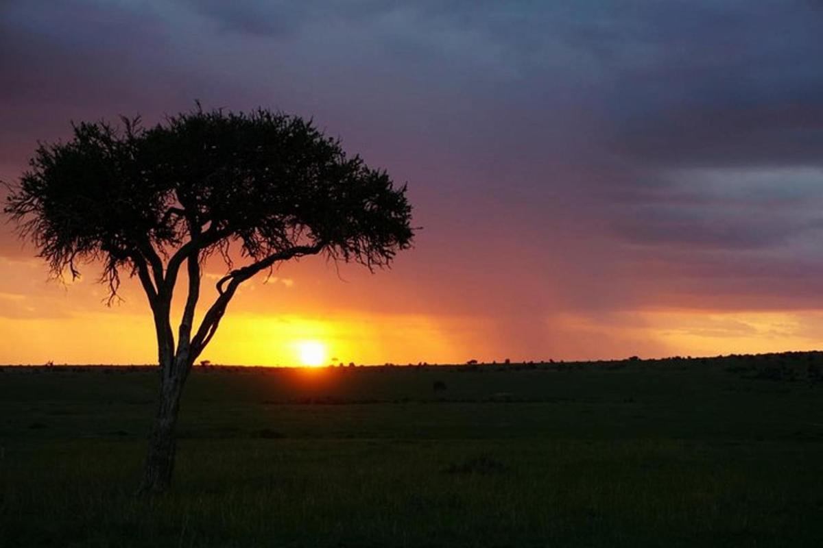 un albero in un campo con il tramonto sullo sfondo