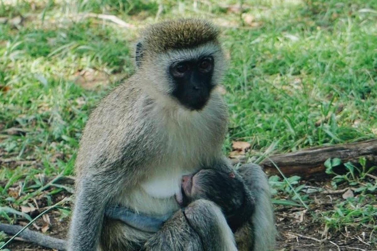 en ape som sitter på bakken og holder en babyape